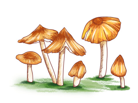雞樅菇插畫