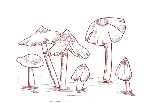 雞樅菇插畫線稿