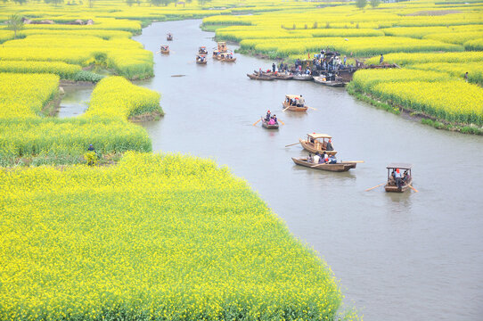 水乡油菜花