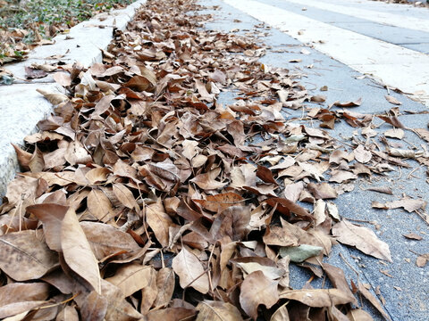 路边落叶枯叶