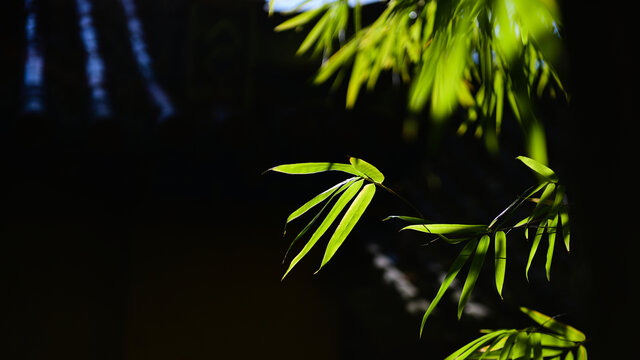 云南省昆明市黑龙潭公园竹叶