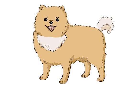 博美犬宠物狗狗手绘插画