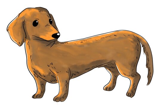 純種臘腸犬寵物狗狗手繪插畫