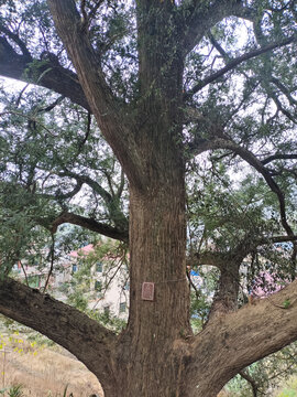 千年香榧树