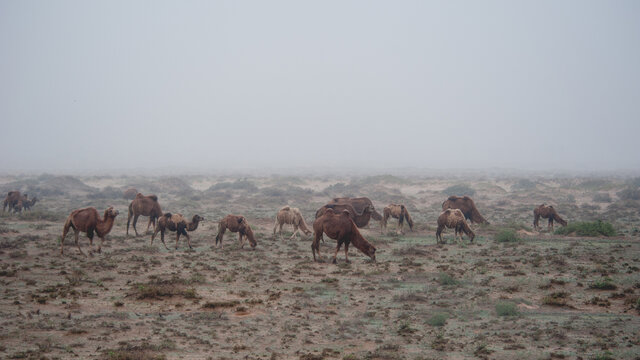 骆驼在雨中