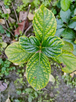 园艺植物