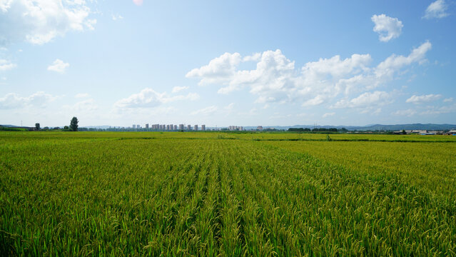 希望的田野