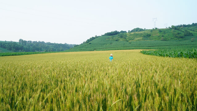 麦田