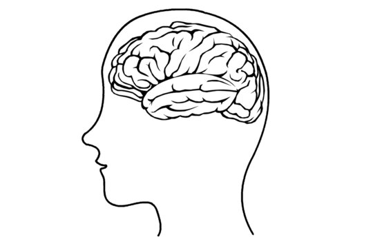 大腦人腦頭部簡(jiǎn)筆畫醫(yī)學(xué)
