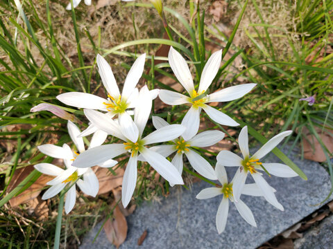 风雨兰