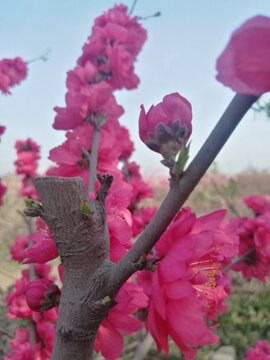 桃花花与苞