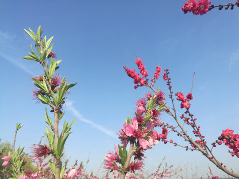 桃花叶蕊相映