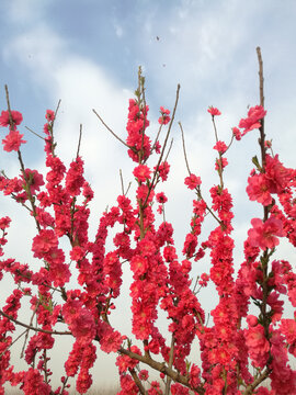 桃花花墙