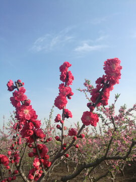 桃花红粉相映