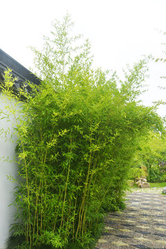 园林景观竹