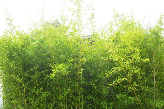 园林清新竹子