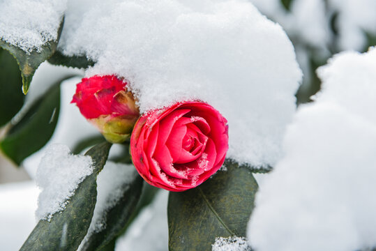 冬季白雪下的红茶花