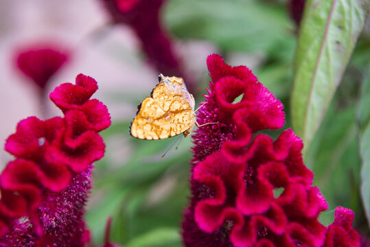 花園雞冠花和蝴蝶