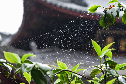 雨中的蜘蛛网