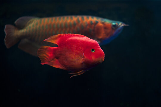 红财神鱼