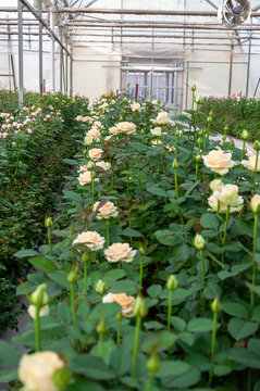 温室玫瑰花种植