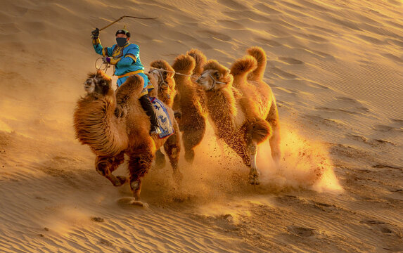 是沙漠骆驼队