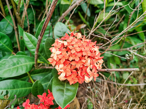 龙船花