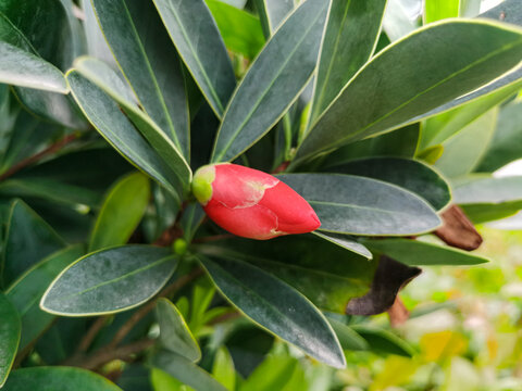 红山茶花苞