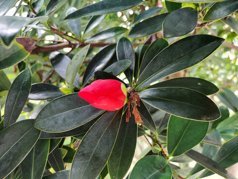 红山茶花蕾