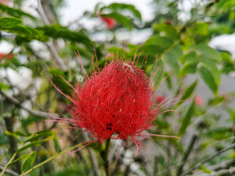 红合欢花