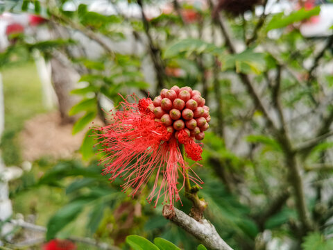 绒花树