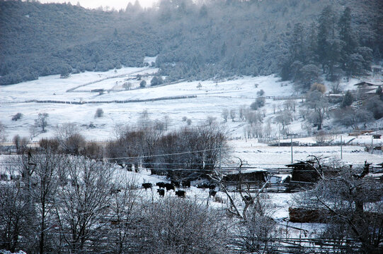 雪中扎西岗村