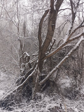 雪景