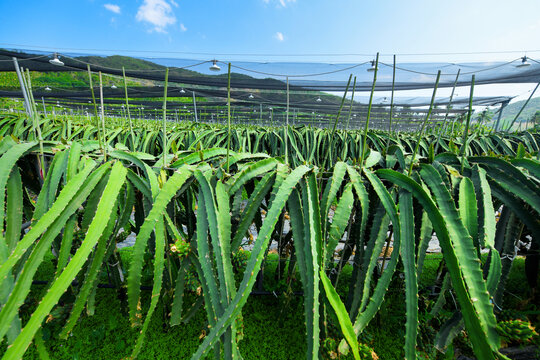 火龙果种植园