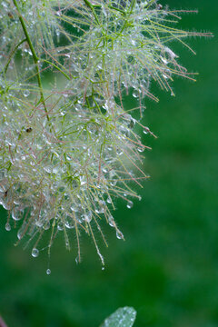 雨后绿植上的露珠