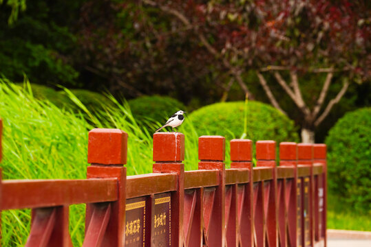 围栏和鸟