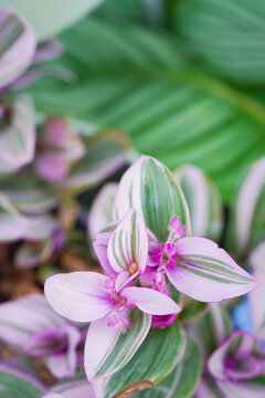 白花紫露草