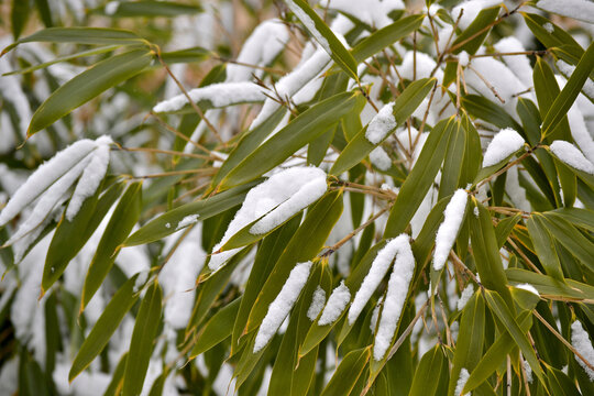 雪竹