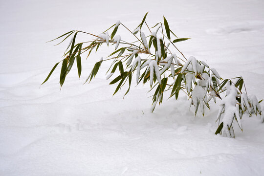 雪竹