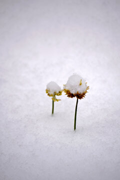 枯草雪意