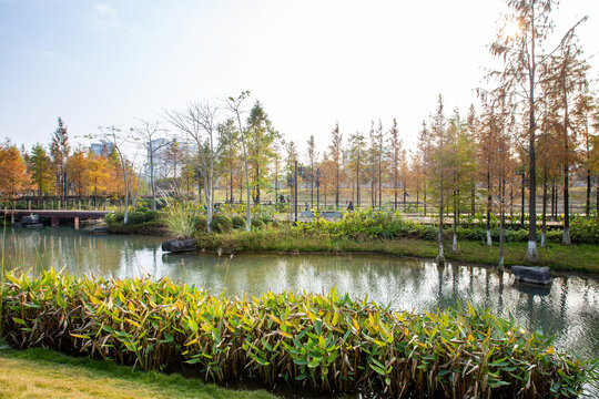 广西蒙山县湿地公园冬季风景