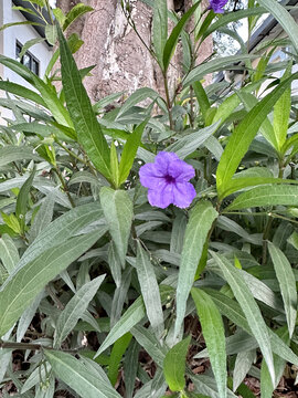 绿叶紫色牵牛花