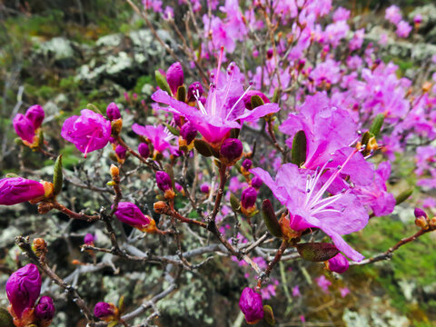 野生杜鹃花