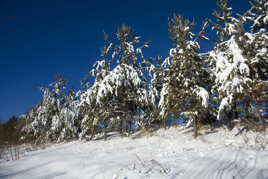 大雪压青松