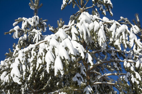 大雪压青松