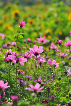 格桑花