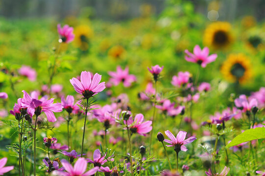 格桑花