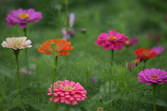 百日菊