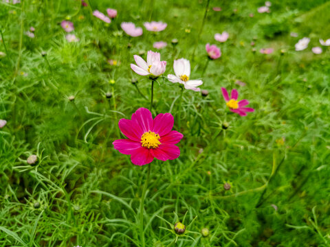 格桑花田