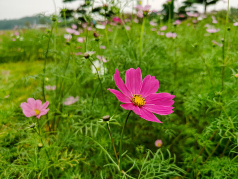 格桑梅朵